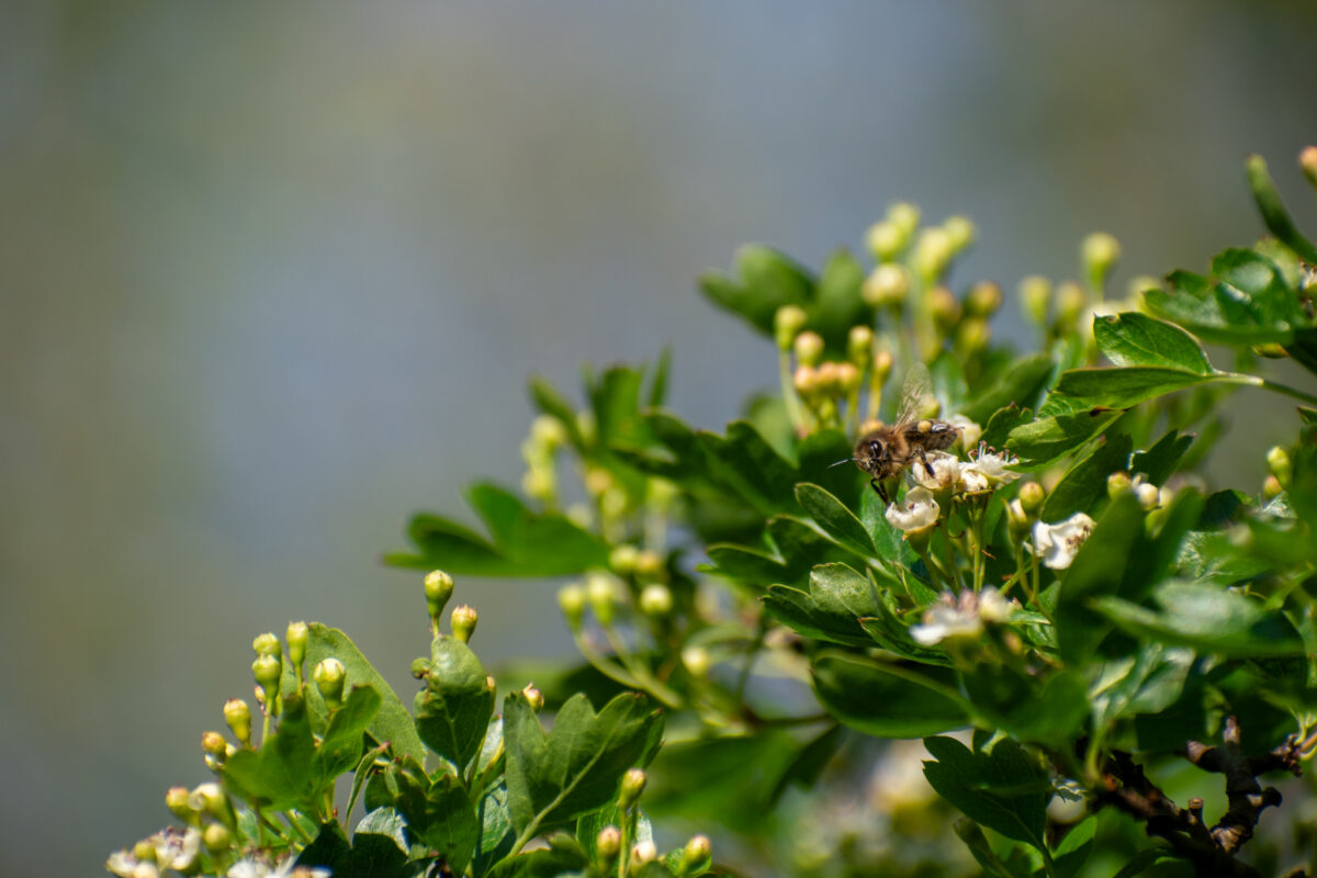 Bloemetjes en bijtjes