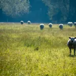 Het omgaan met slaapgebrek als nieuwe vader